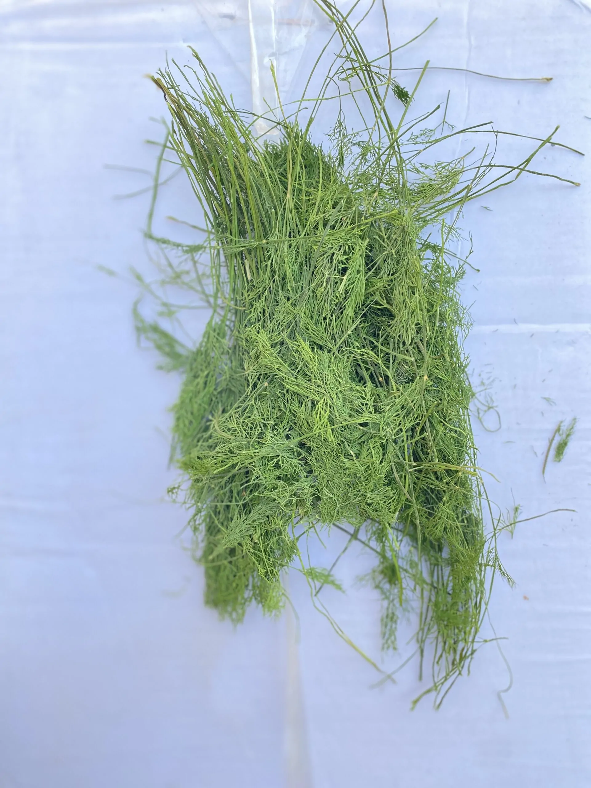 شوید پفکی شسته شده یک کیلو 1 شوید پفکی شسته شده یک کیلو