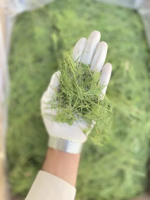 شوید پفکی شسته شده یک کیلو 2 شوید پفکی شسته شده یک کیلو - تصویر 2