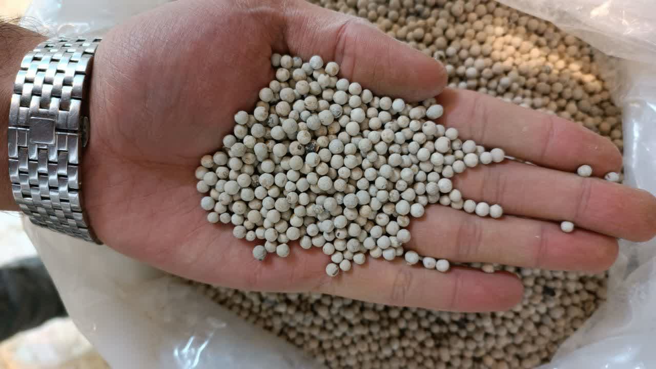 فلفل سفید ناساب