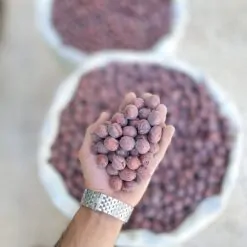 عناب متوسط 2