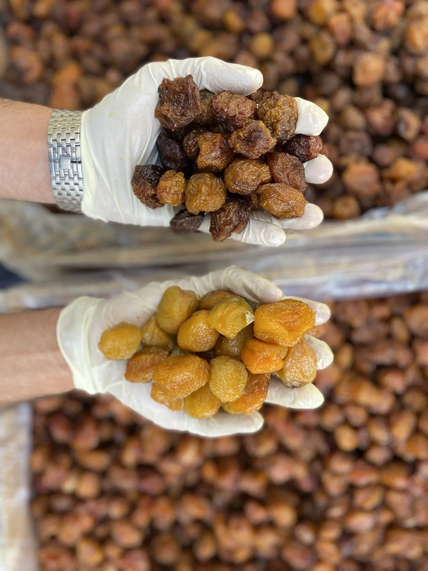 آلو طرقبه بازرگانی براتی