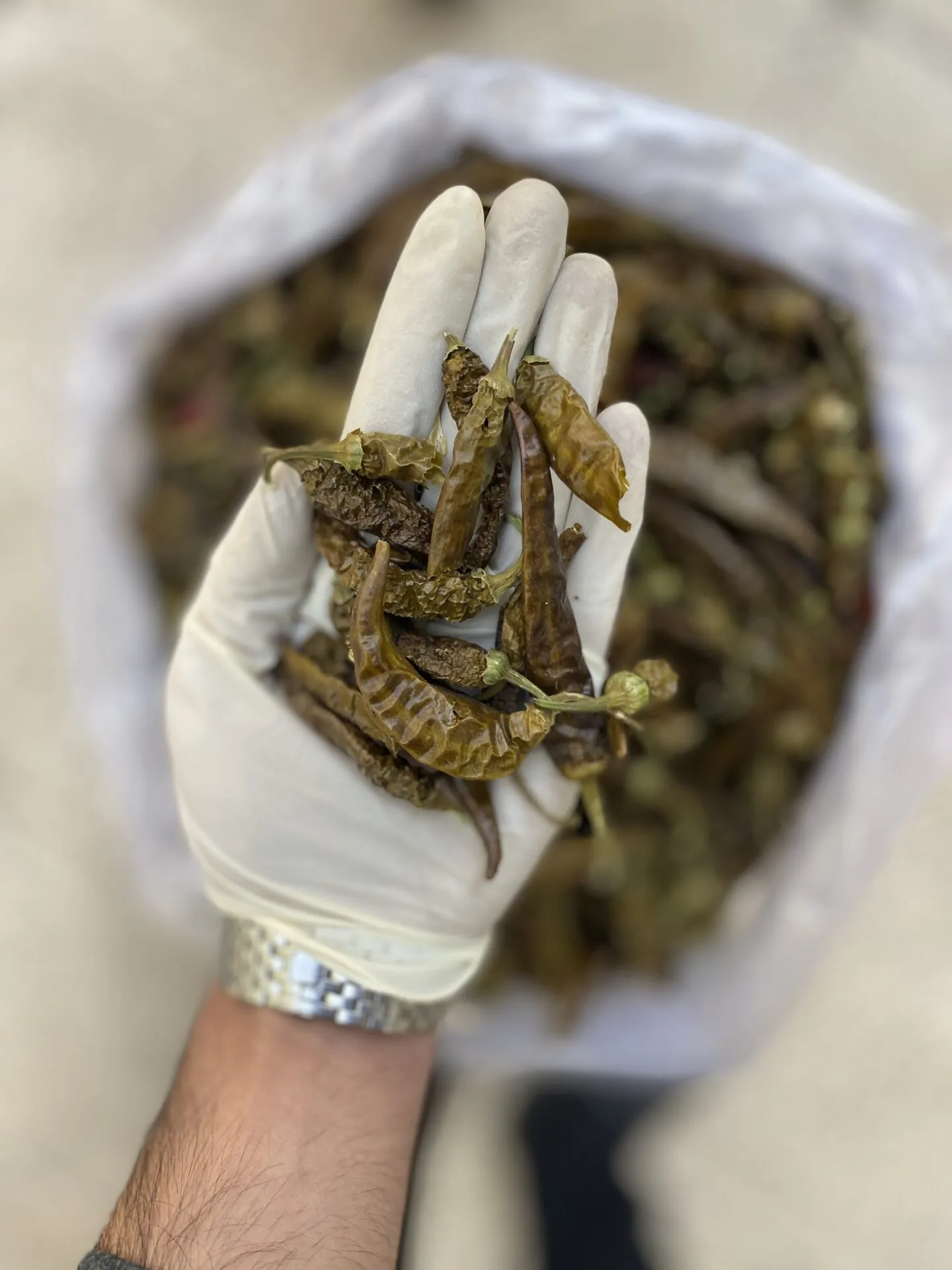 قلم فلفل هالوپینو سبز تند - تصویر 2