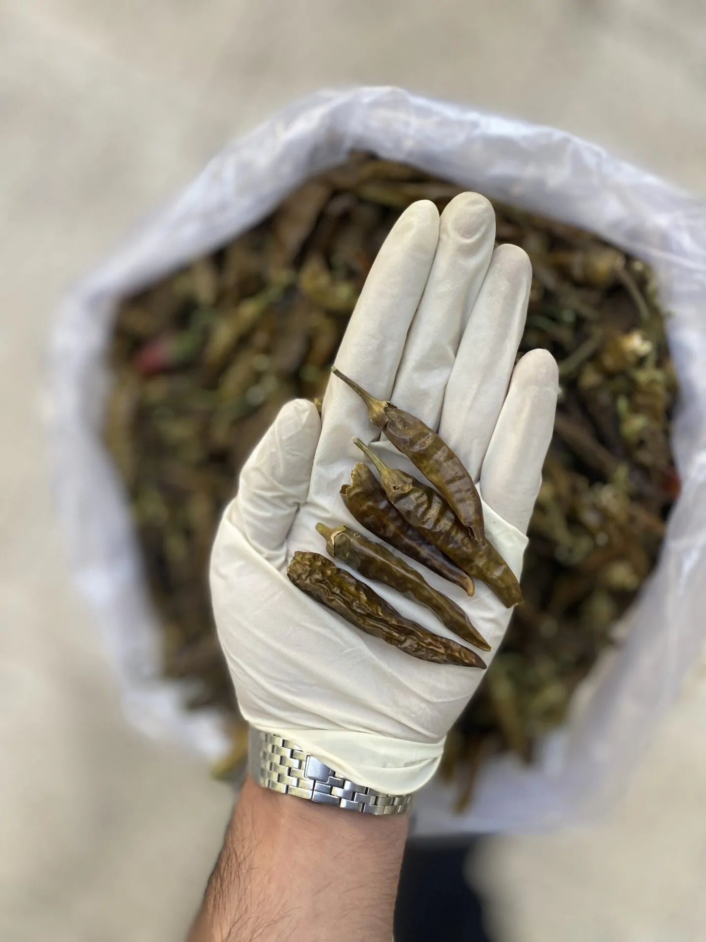 قلم فلفل هالوپینو سبز تند