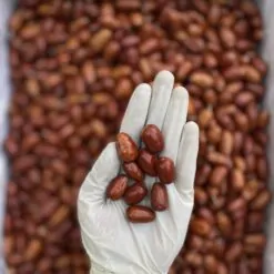 عکس سنجد قزل لوکس بازرگانی براتی