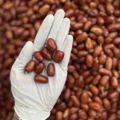 سنجد ترک سنجد قزل