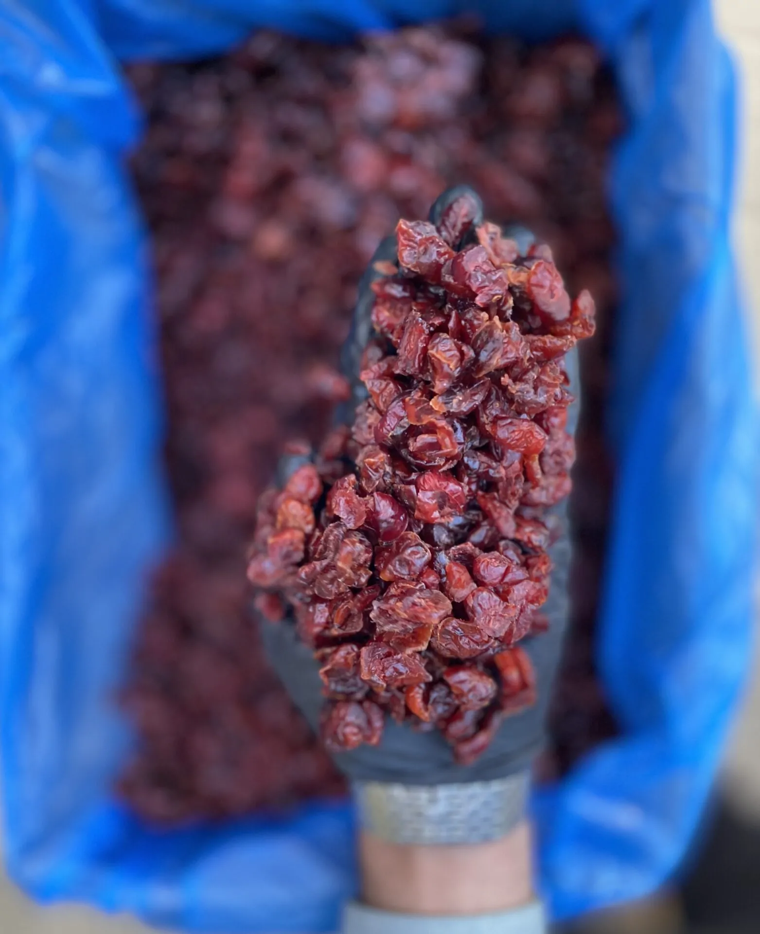 عکس میوه خشک کرنبری