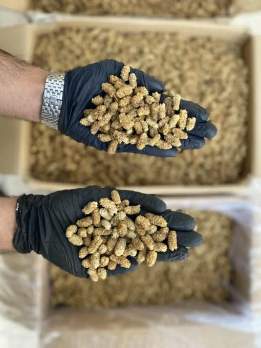 توت خشک رسمی مشهدی 2A شیرین پاستیلی 3 توت خشک رسمی مشهدی 2A شیرین پاستیلی - تصویر 3