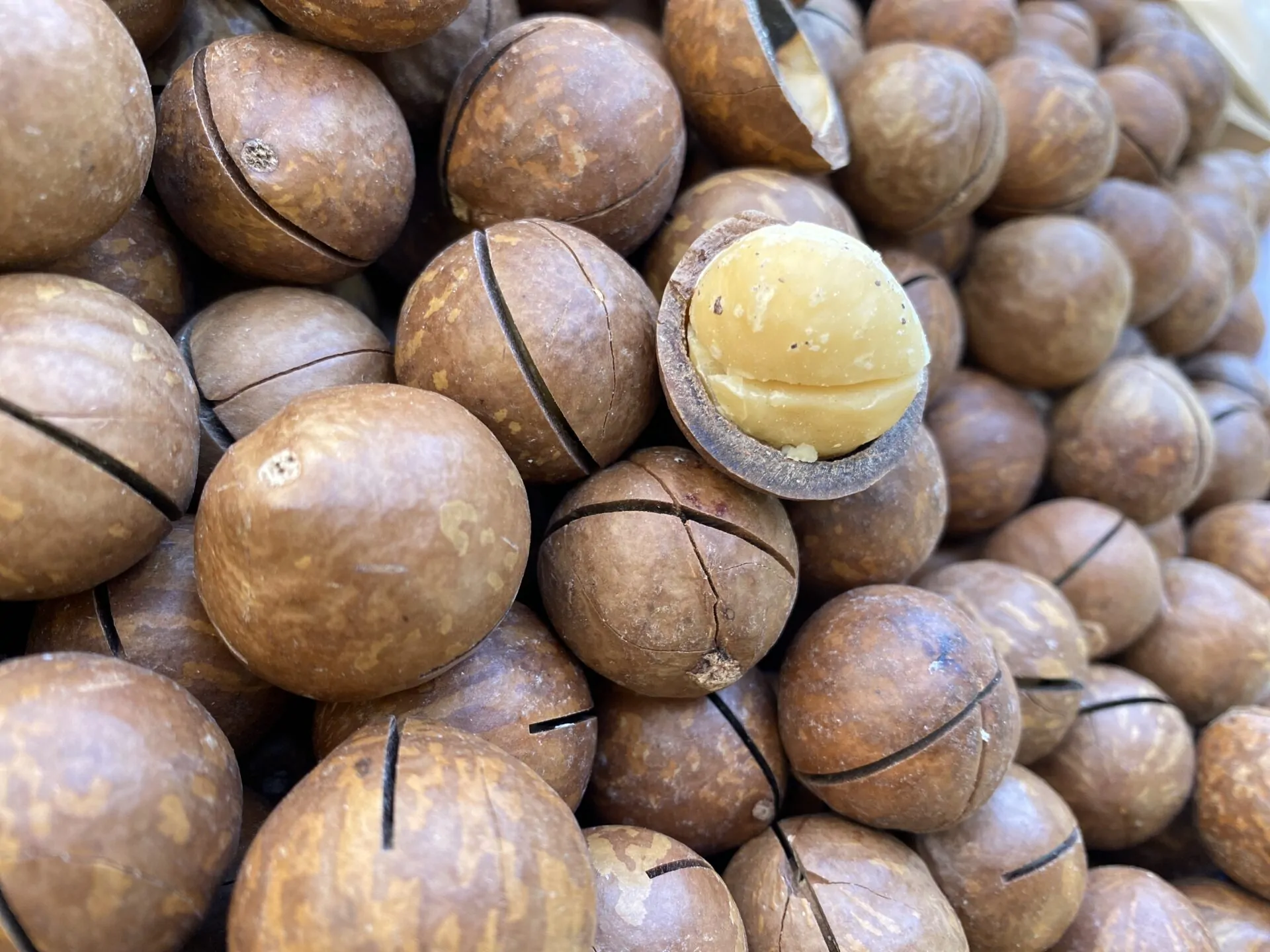 ماکادمیا (فندق استرالیایی) ساده 1 ماکادمیا یا فندوق استرالیایی در بازرگانی براتی