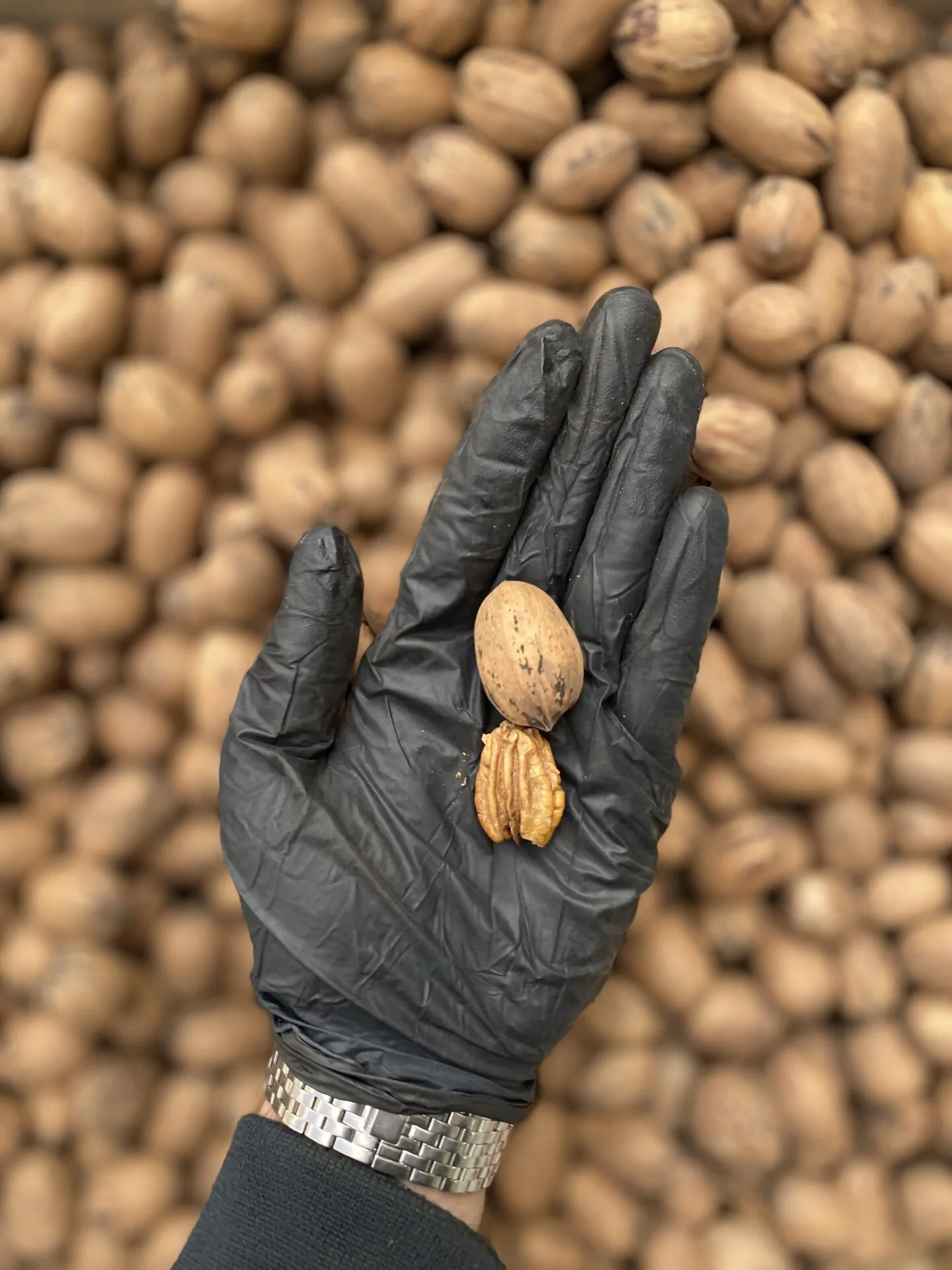 گردو پکان آمریکایی - تصویر 4