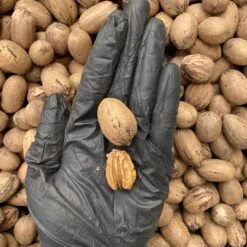 Alternative view of گردو پکان آمریکایی