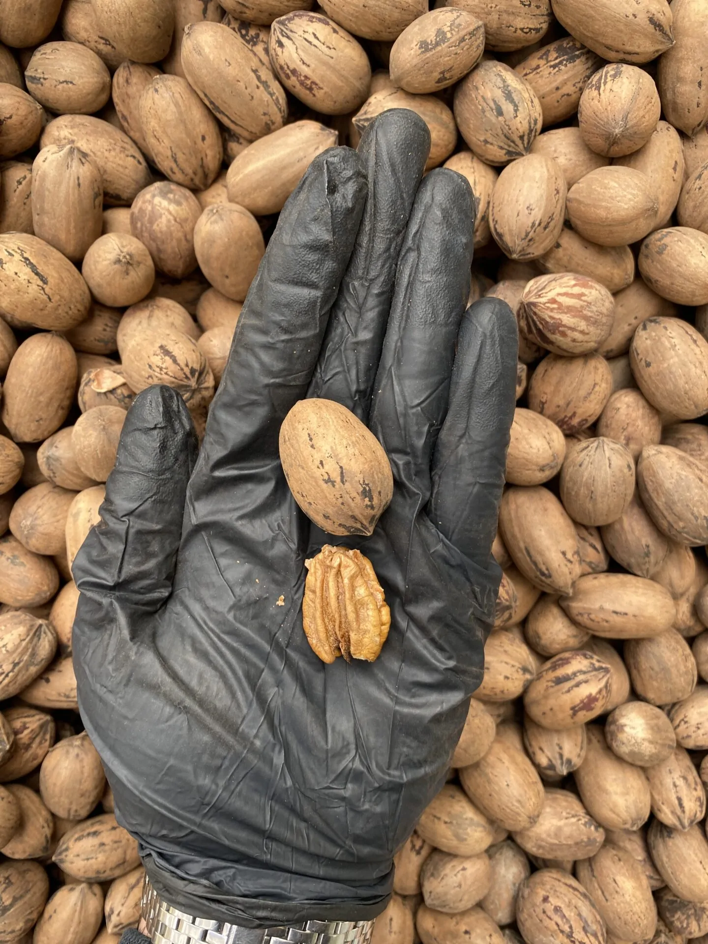 گردو پکان آمریکایی - تصویر 2