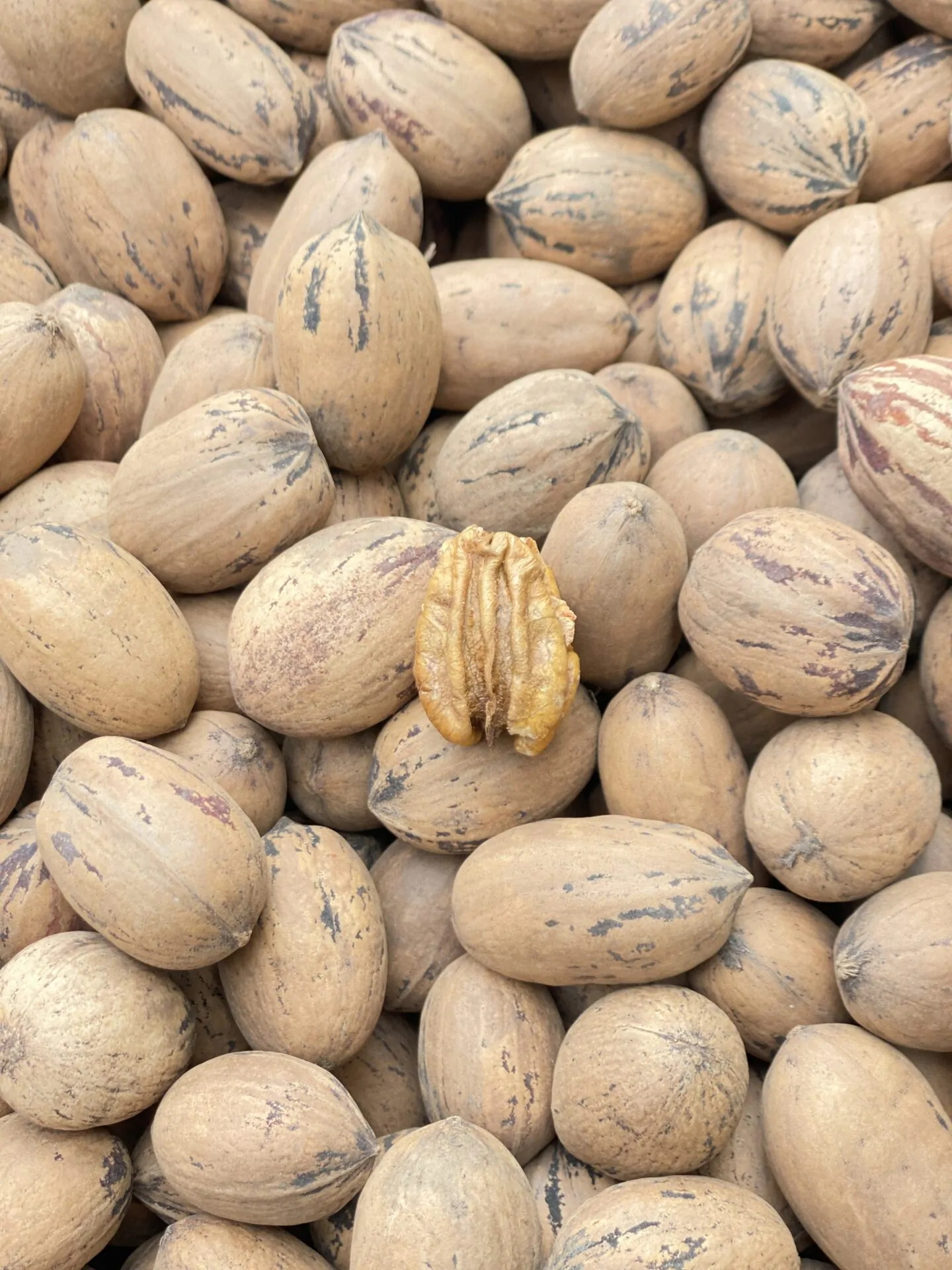 گردو پکان آمریکایی - تصویر 3