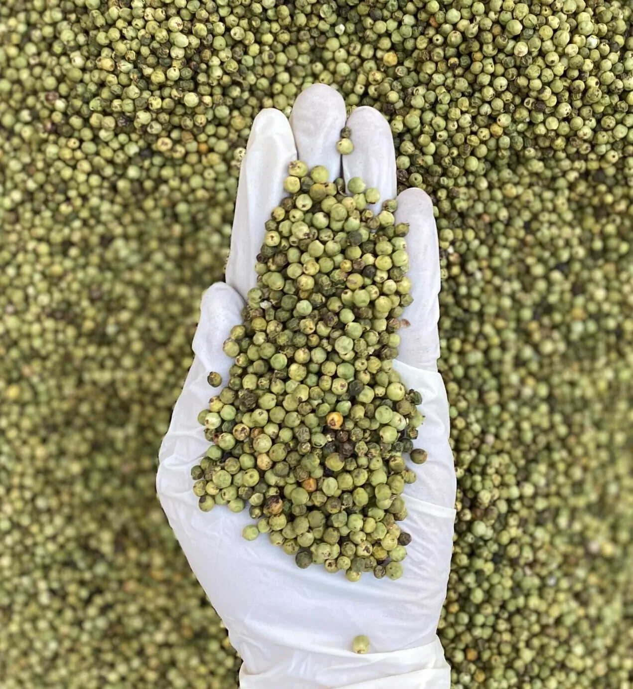 دان فلفل سبز در بازرگانی براتی