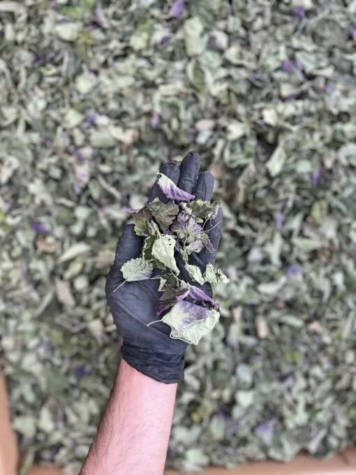 چای بادرنجبویه (چای ملیس) 2 چای بادرنجبویه (چای ملیس) - تصویر 2