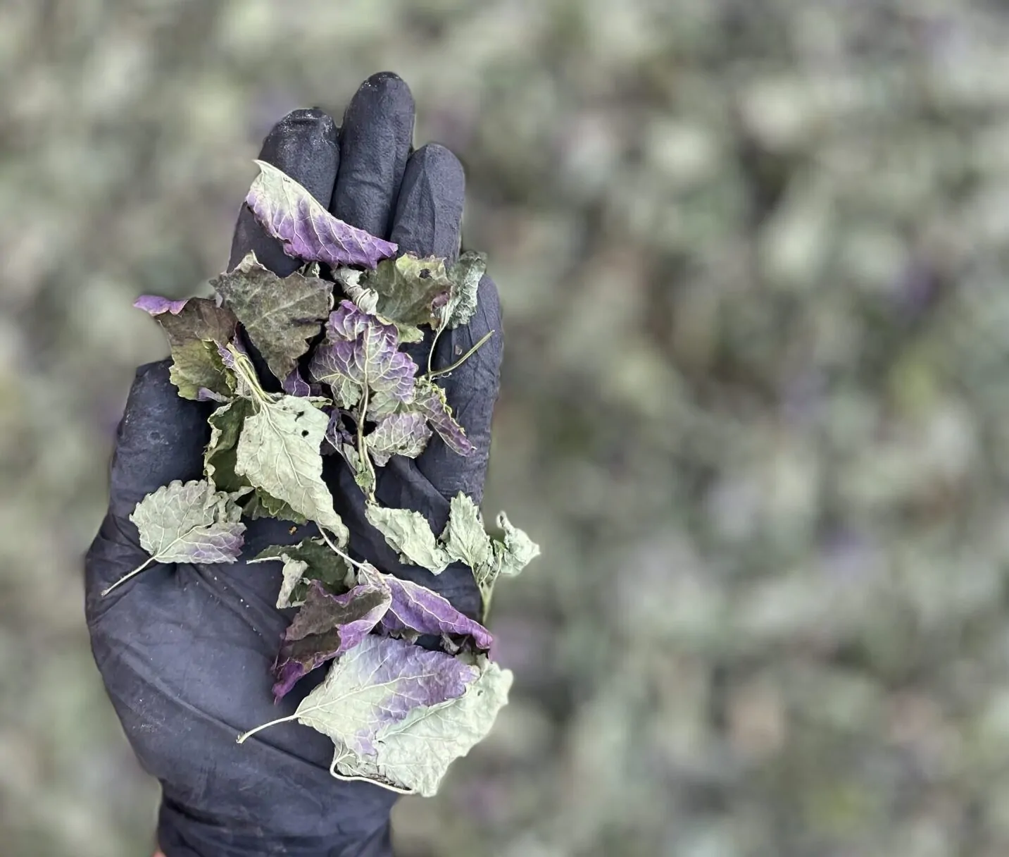 چای بادرنجبویه (چای ملیس) 1 چای بادرنجبویه بازرکانی براتی