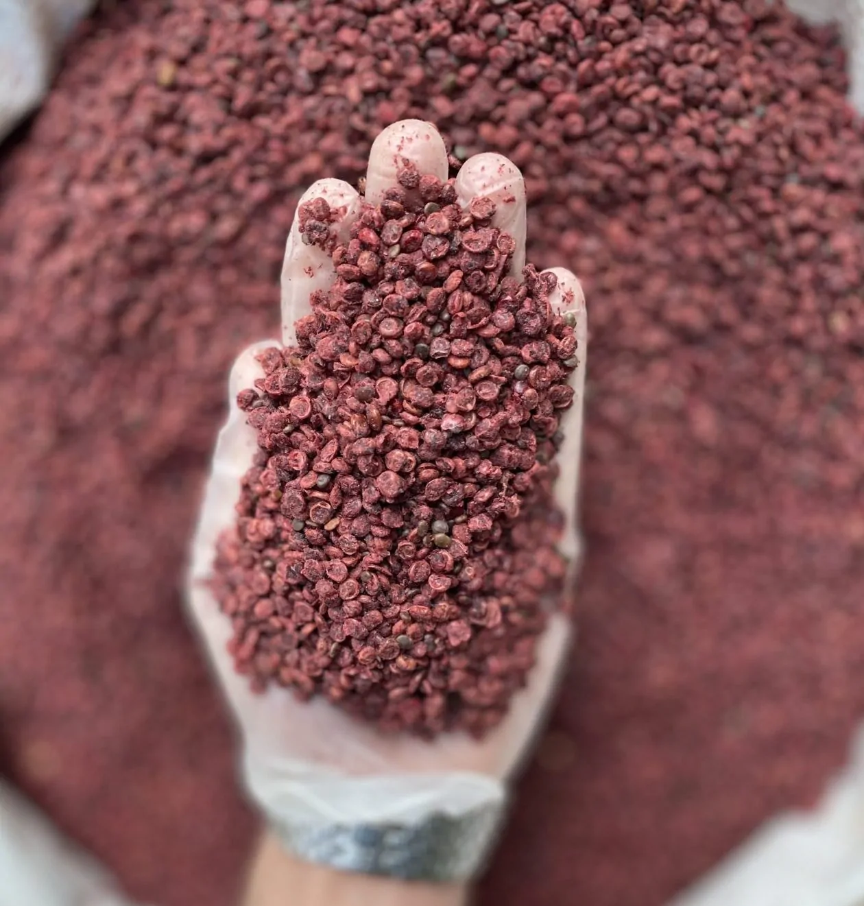 دان سماق قرمز