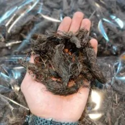 سنبل الطیب لوکس