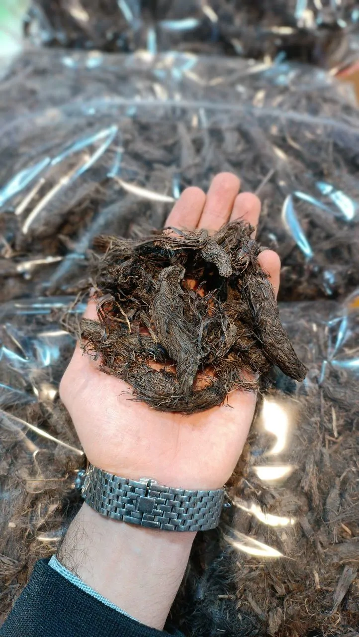 سنبل الطیب لوکس 1 سنبل الطیب لوکس